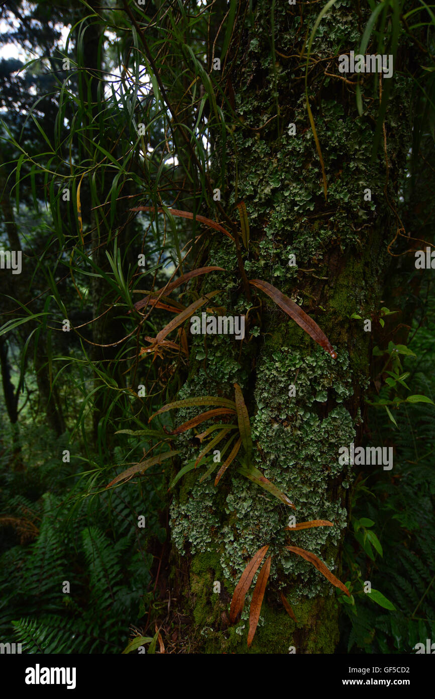 Epiphytes in the montane rainforest Stock Photo Alamy