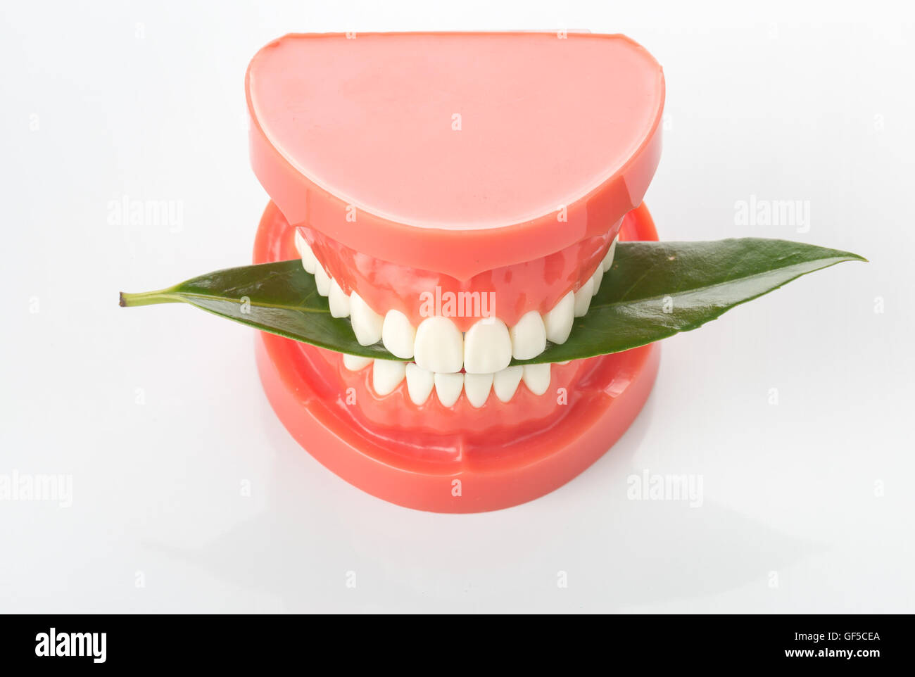 Model of human teeth Stock Photo