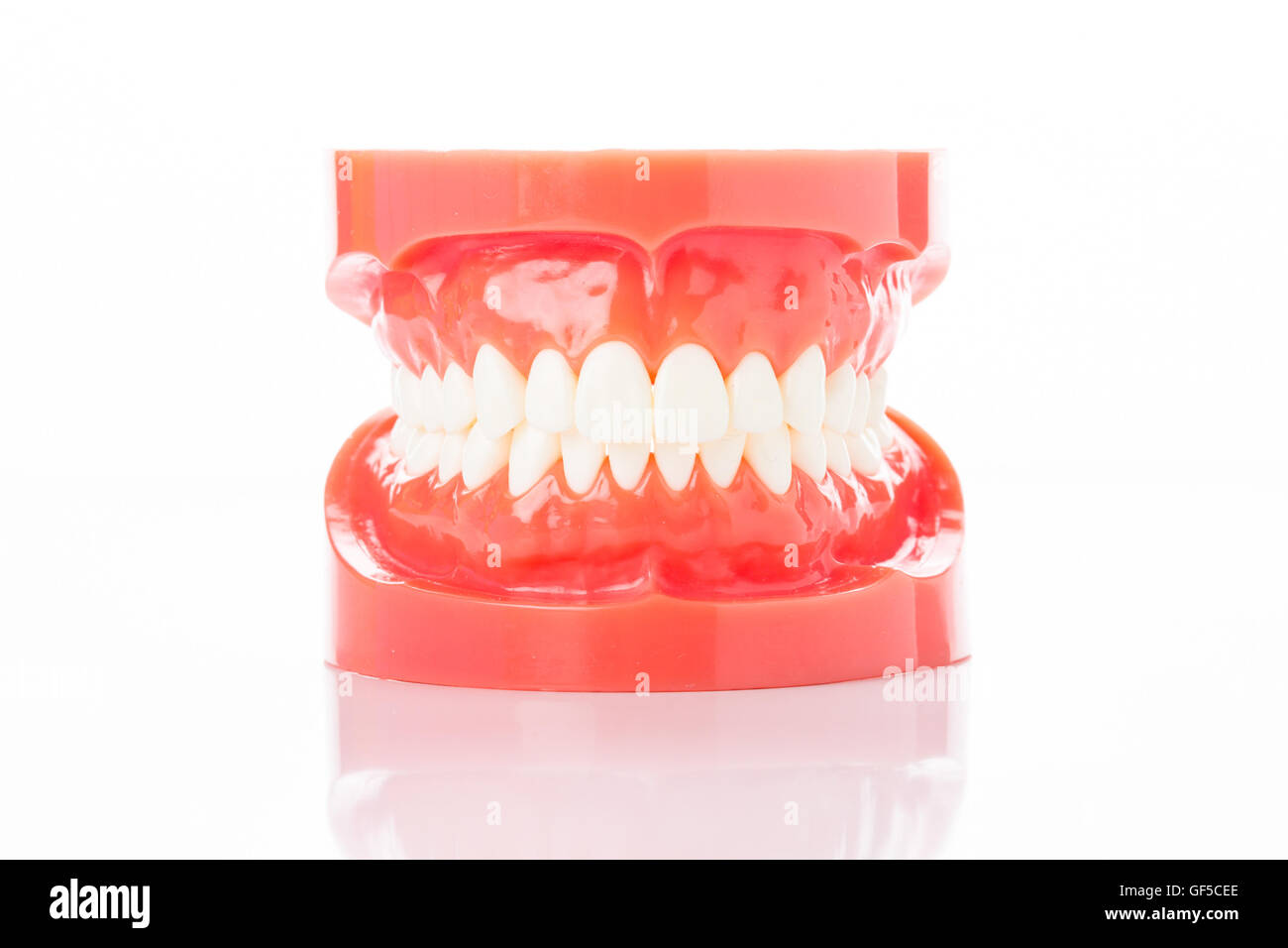 Model of human teeth Stock Photo