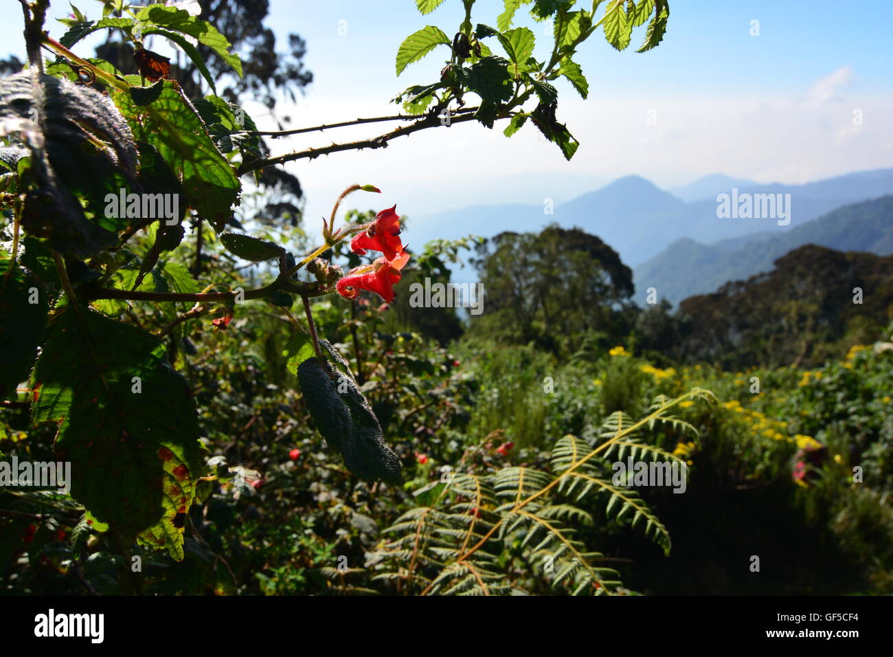 Flowers in the Jungle. Stock Photo