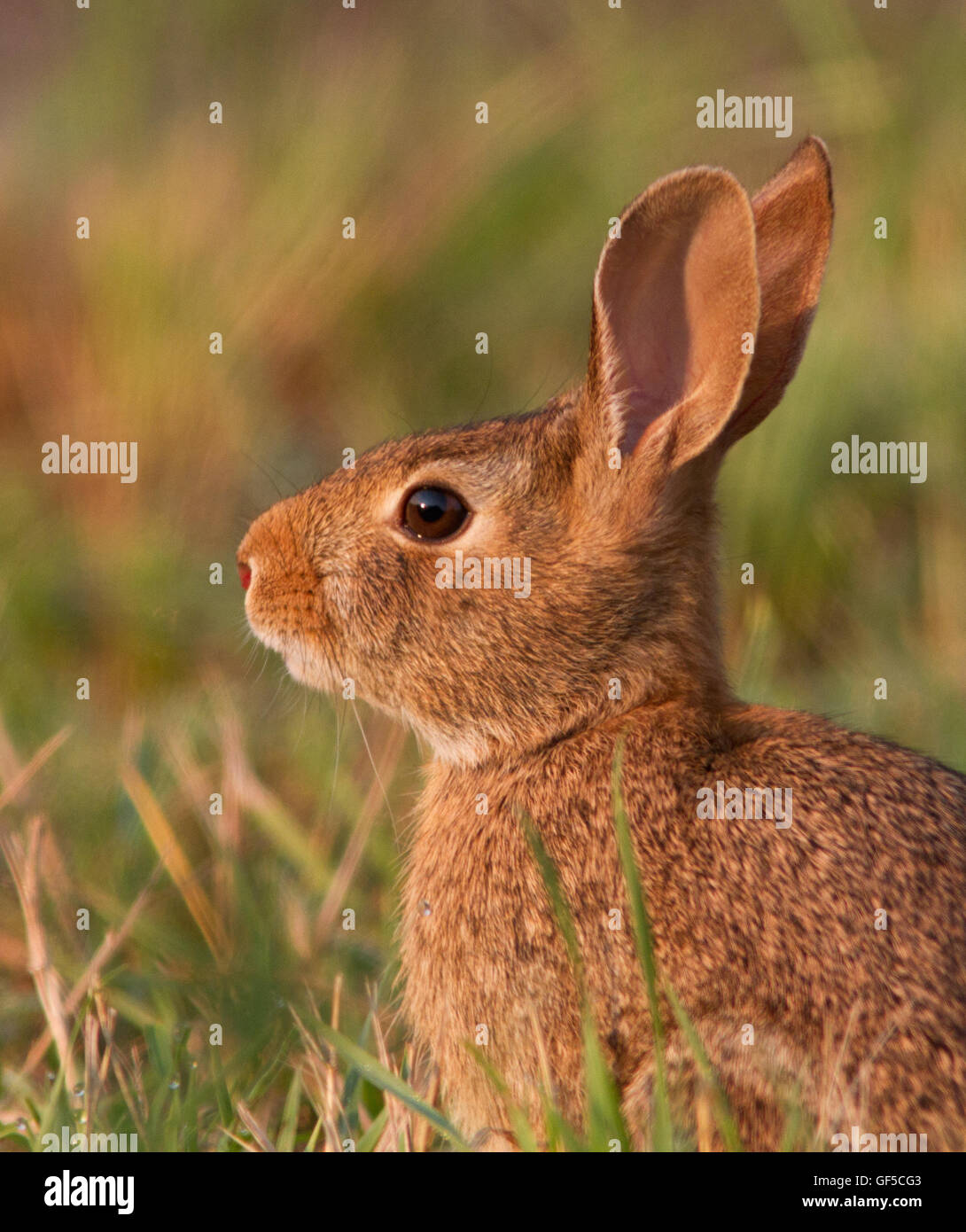 Eastern cottontail (Sylvilagus floridanus) portrait Stock Photo Alamy