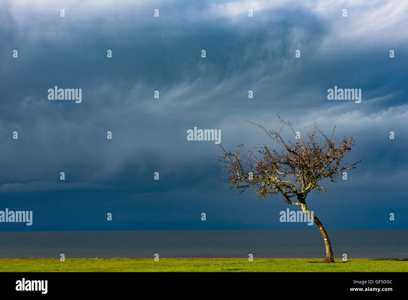 Arbol en temporal, Frutillar, Chile. Tree into storm. Stock Photo