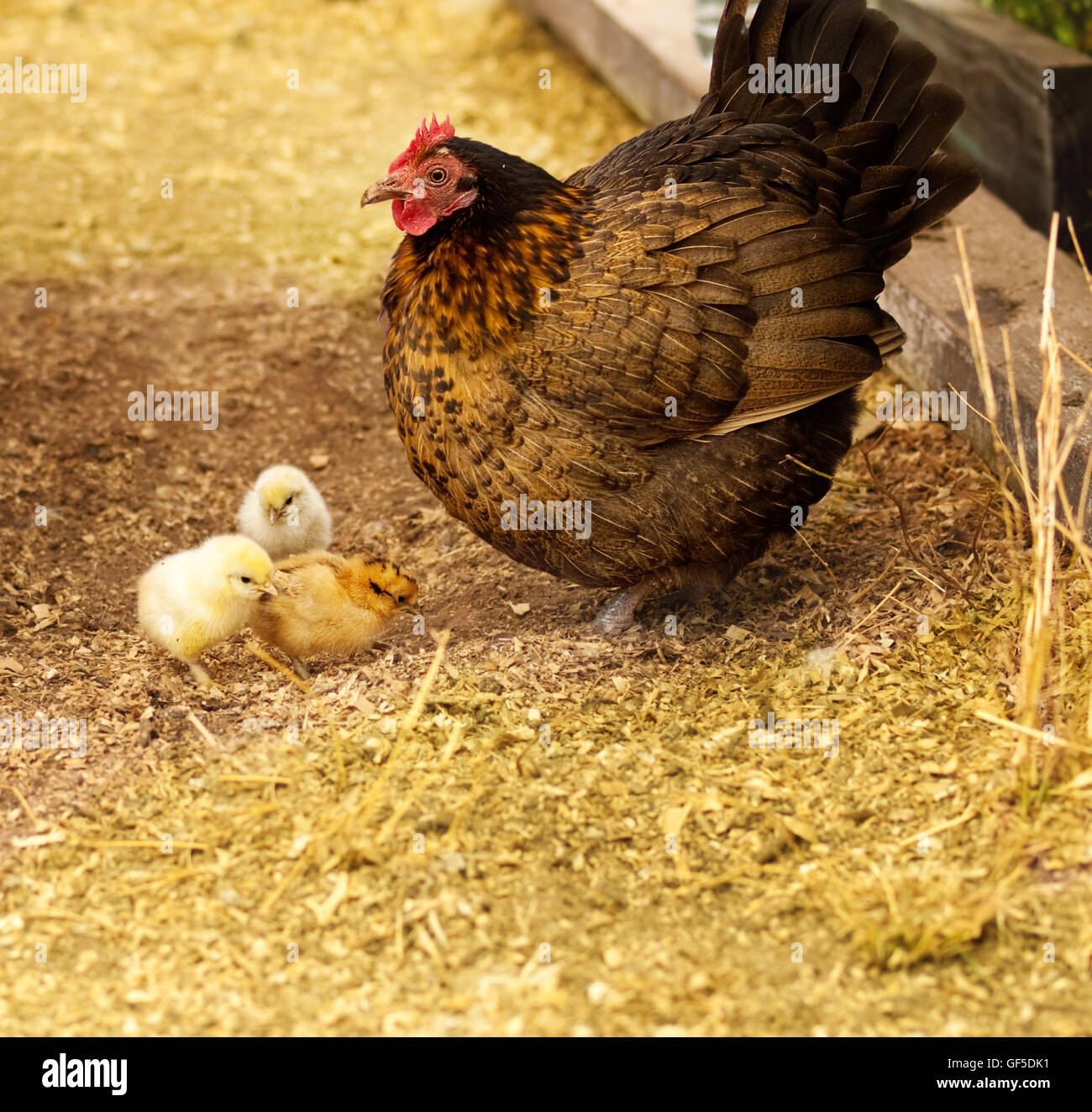 Spring chickens, live animals, bantam hen with new day old chicks Stock Photo