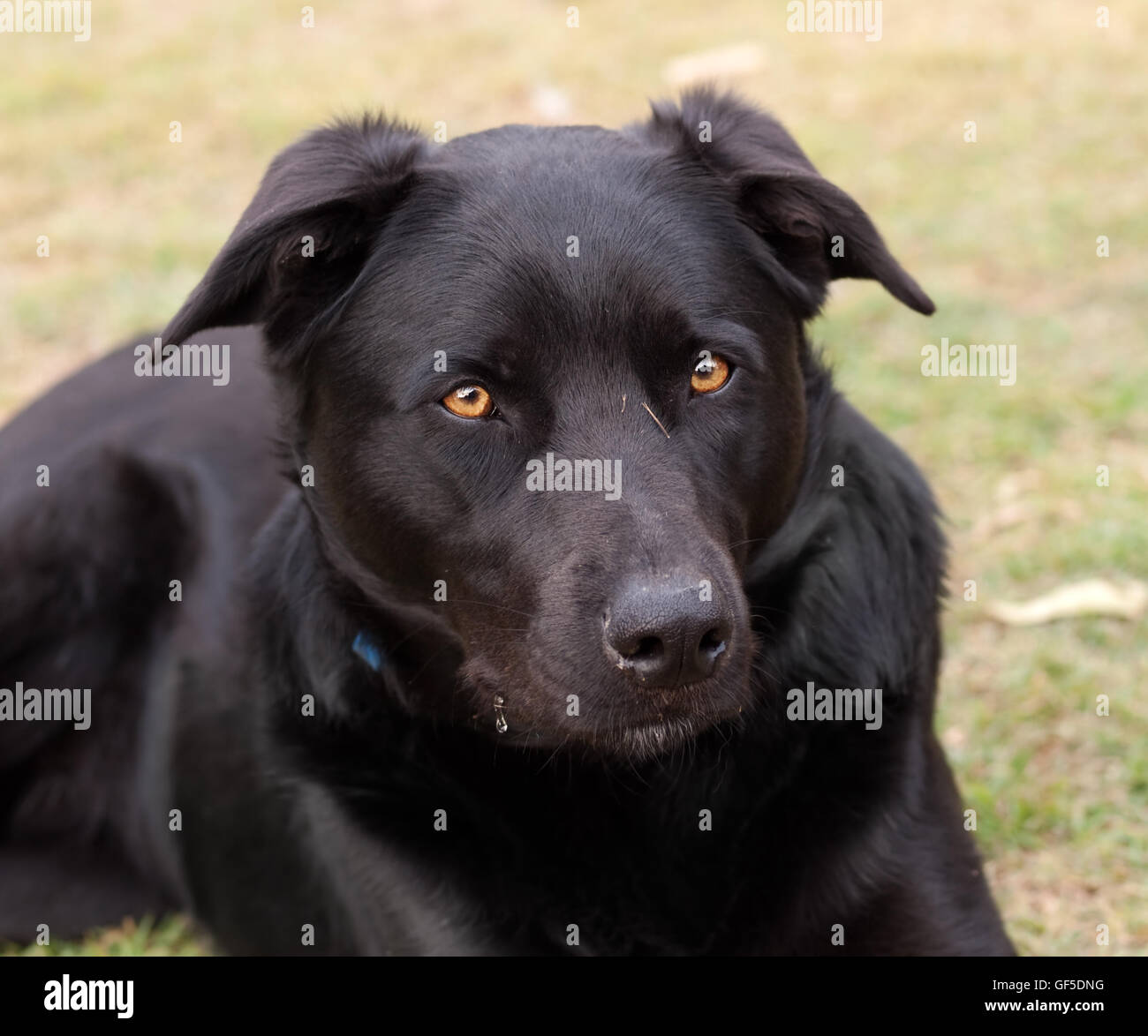 Australian bred working dog black kelpie pure breed canine cattle and sheep dog Stock Photo