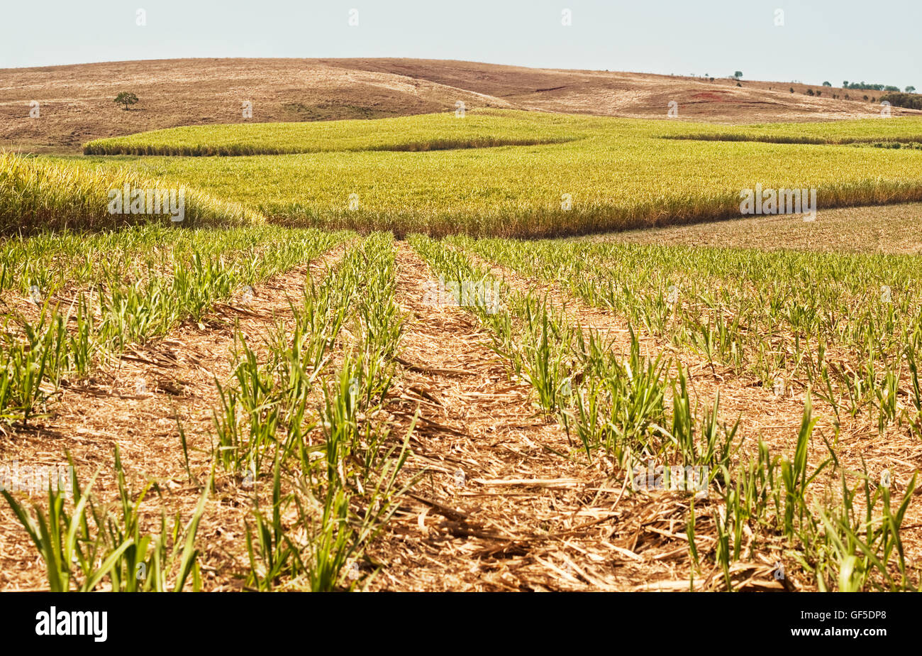 Australian agriculture farm industry sugar cane plantation with new