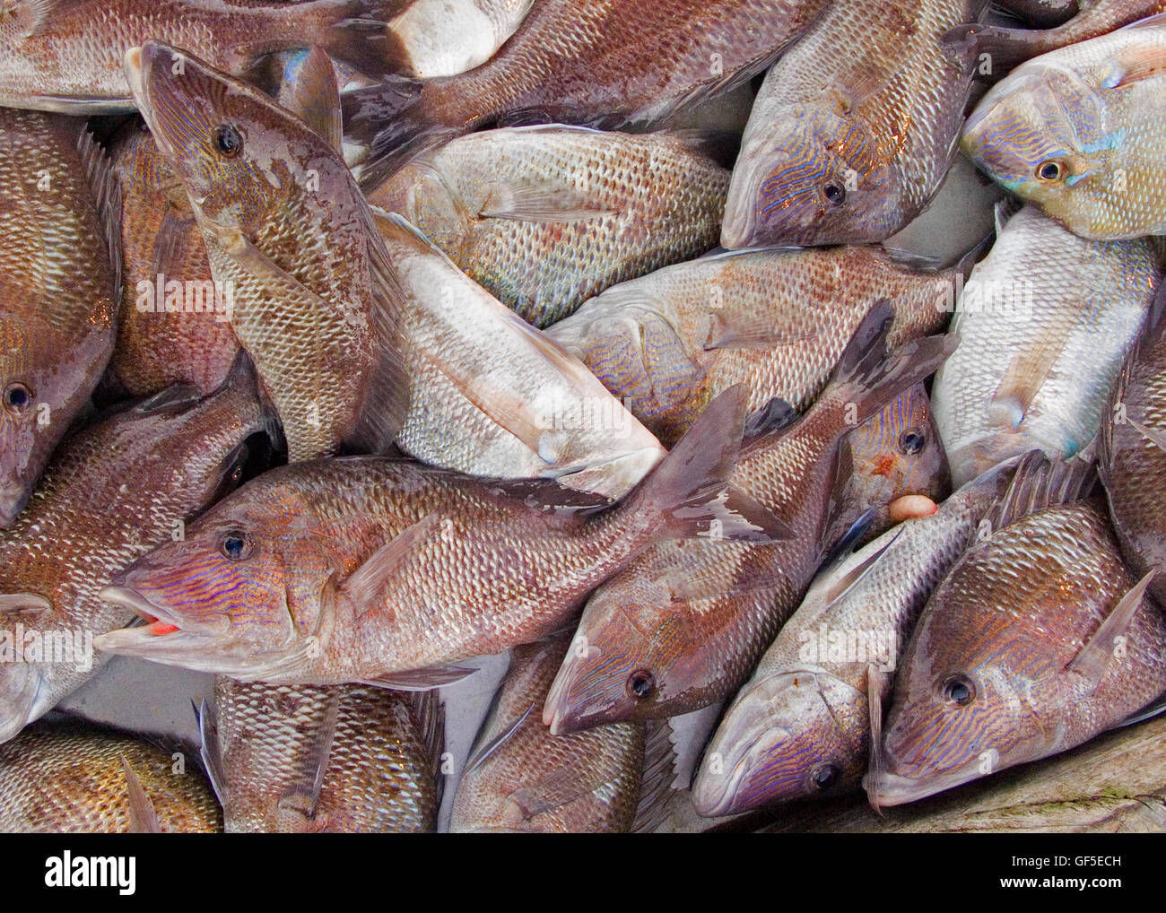A bounty of fish fresh off the boat at an open market in Fort Myers, Florida, USA. Stock Photo