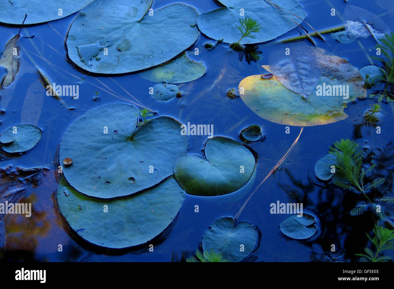 A close up study of Lilly Pads in a small north Georgia pond at sunset. Stock Photo