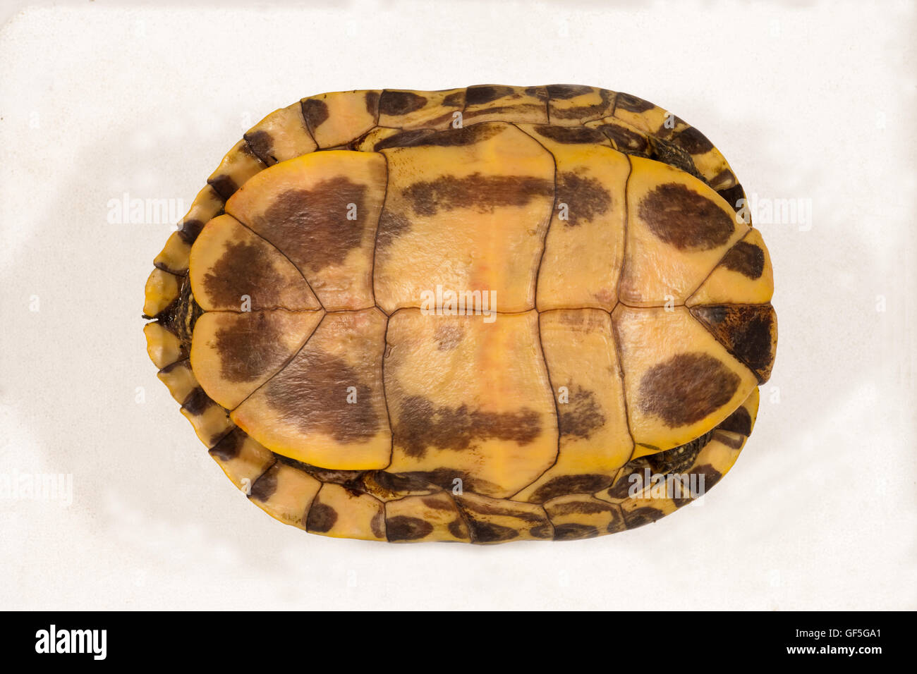 Red-eared Turtle (Trachemys script elegant). Plastron or lower shell. Head end right. Museum prepared specimen. Stock Photo