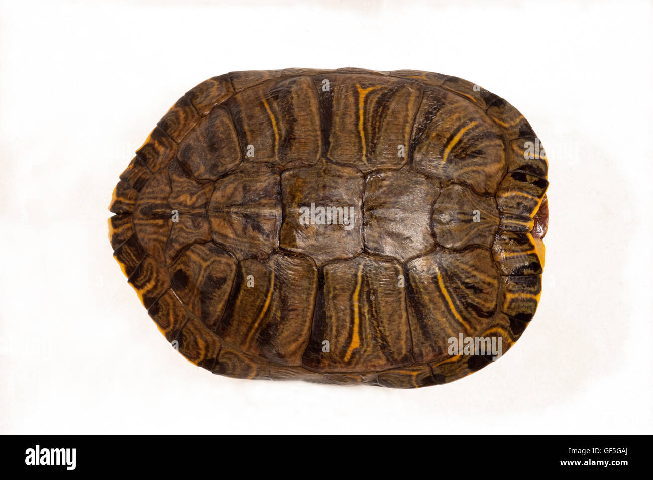 Red-eared Turtle (Trachemys script elegans). Carapace or upper shell. Head end right. Museum specimen. Stock Photo