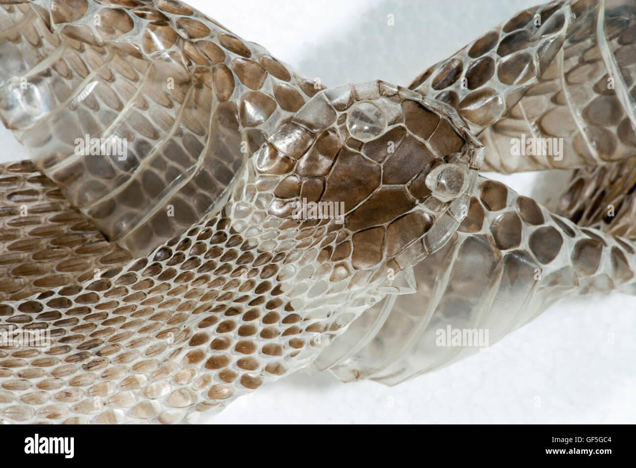 Grass Snake (Natrix natrix helvetica). Section sloughed skin. Head end eye scales and light coloured collar behind when on snake Stock Photo