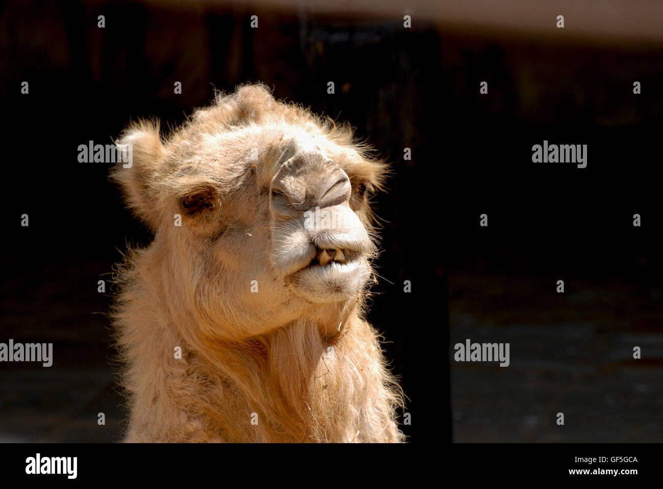 Close up of a head of a camel on black background facing camera Stock Photo - Alamy Close up of a head of a camel on black background facing camera Stock Photo - Alamy