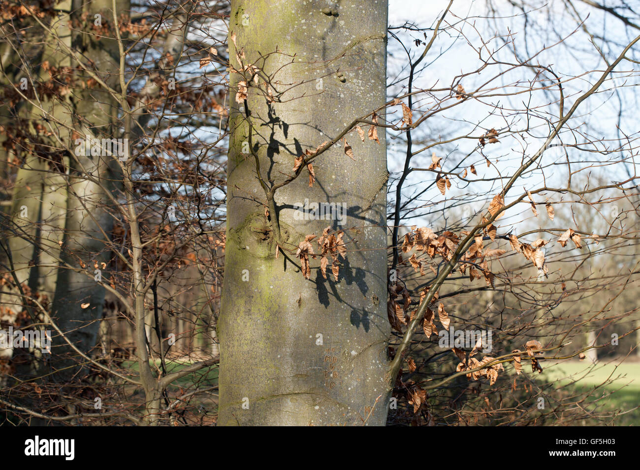 Common Beech Tree (Fagus sylvatica). Standing tree, showing smooth grey trunk. Dead leaves still attached to lower branches from Stock Photo