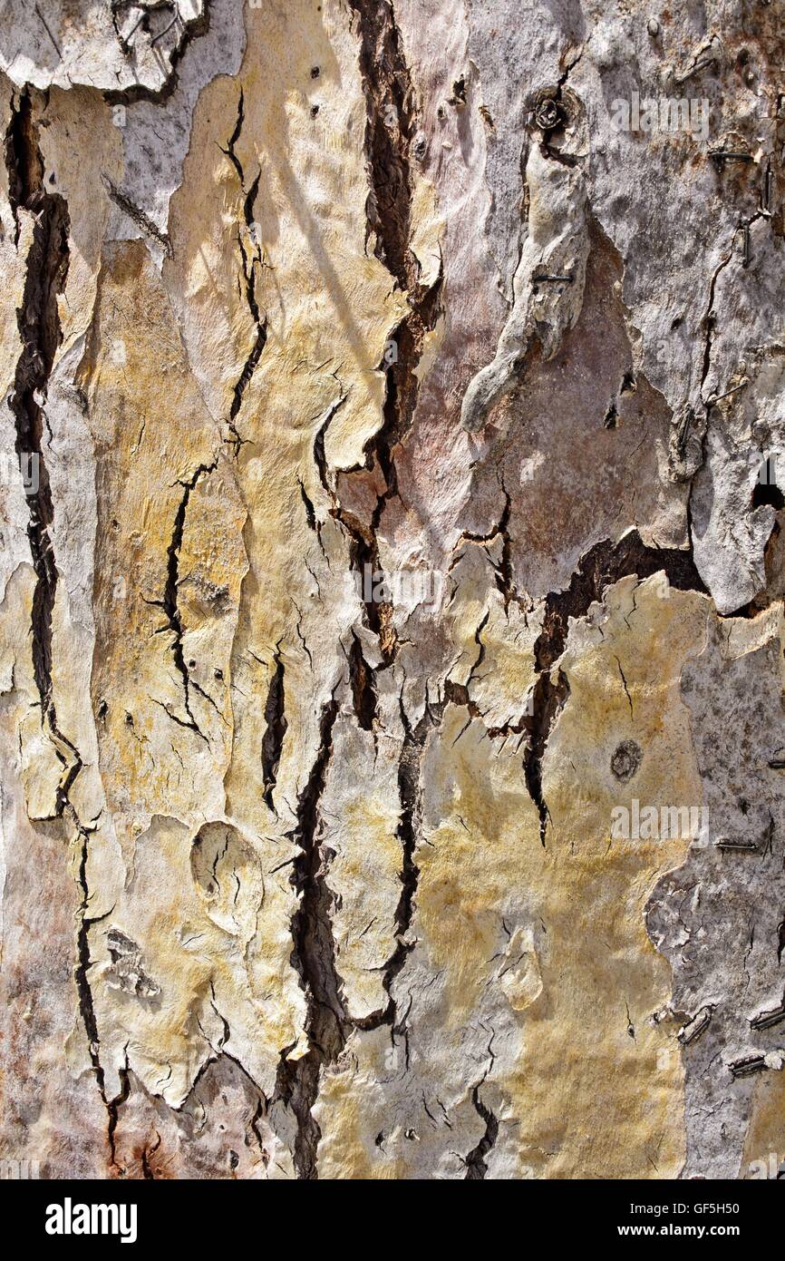 The bark on old wood, carved with age. Stock Photo
