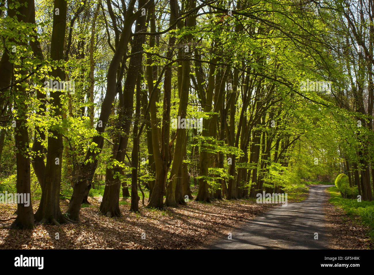 Avenue of trees along roadside,Country England Stock Photo