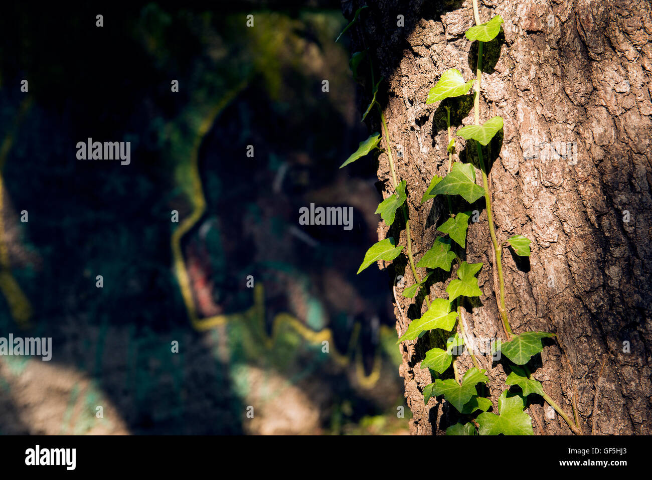 green ivy climbing up tree trunk Stock Photo