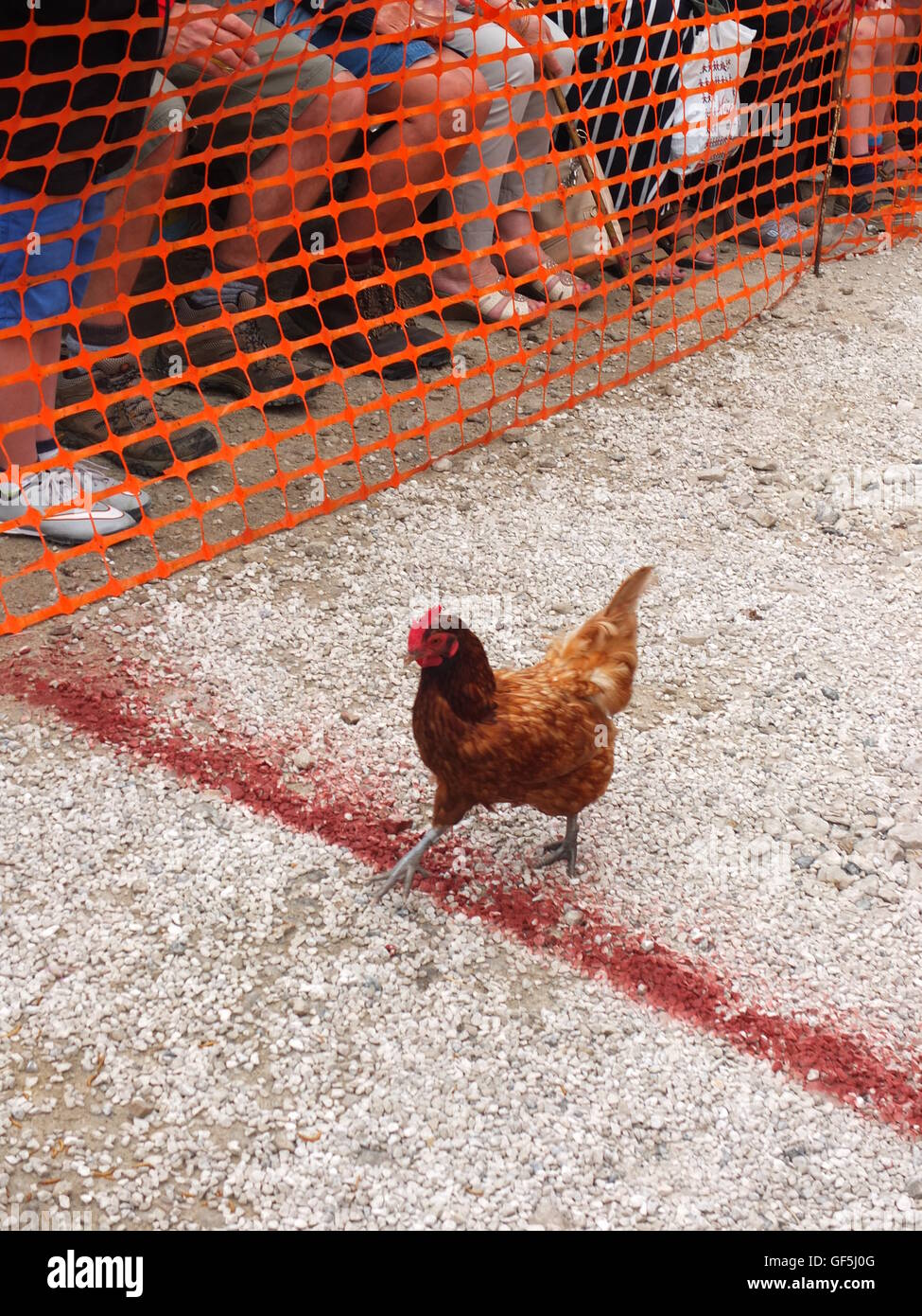 A chicken crosses the finishing line at the annual World Championship Hen Racing at Bonsall, Derbyshire. Stock Photo