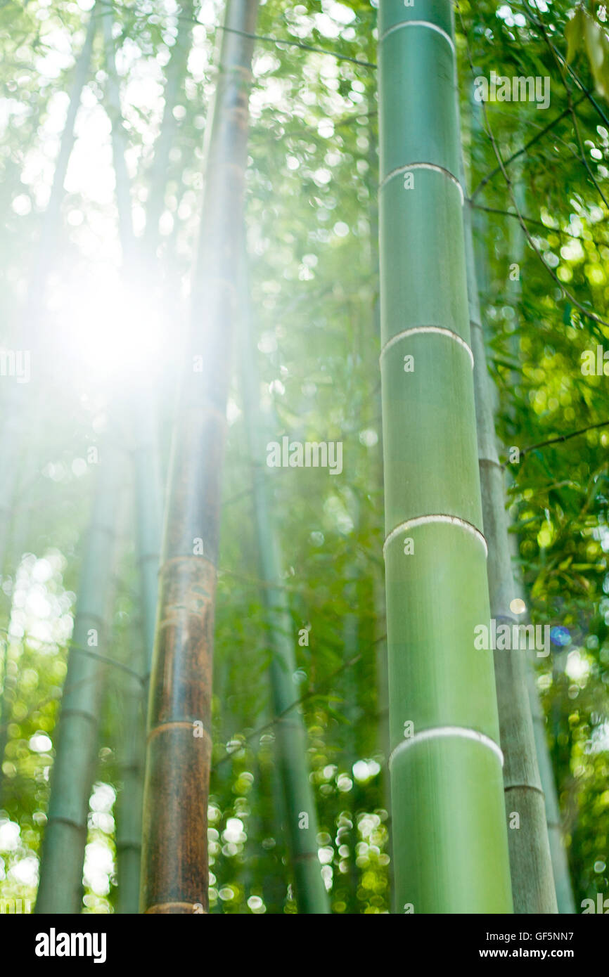Sunlight through bamboo forest Stock Photo Alamy