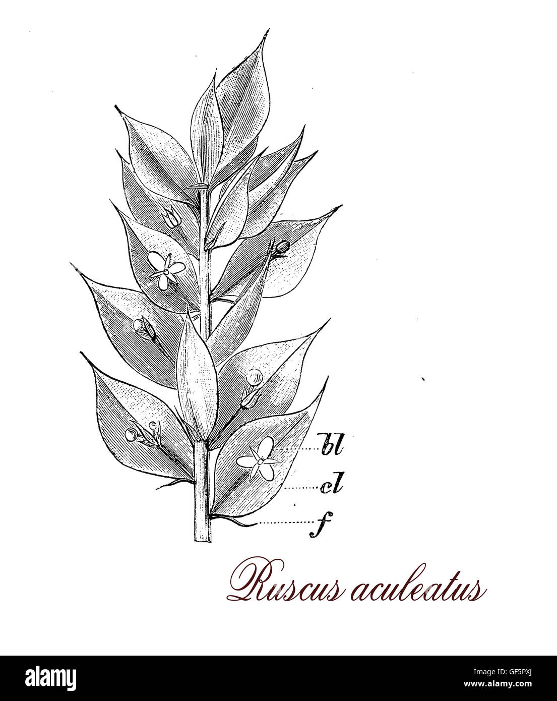 Ruscus Seeds Ruscus aculeatus is a evergreen shrub with spine-tipped leaves planted ...
