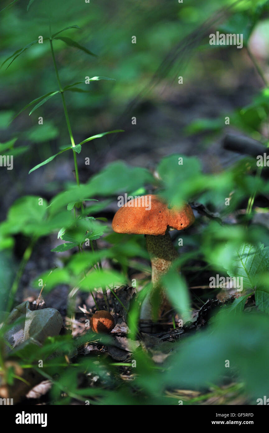 Red cap mushroom close up in grass. Stock Photo