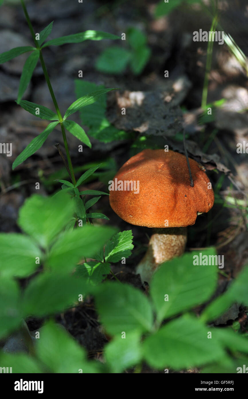 Red cap mushroom close up in grass. Stock Photo