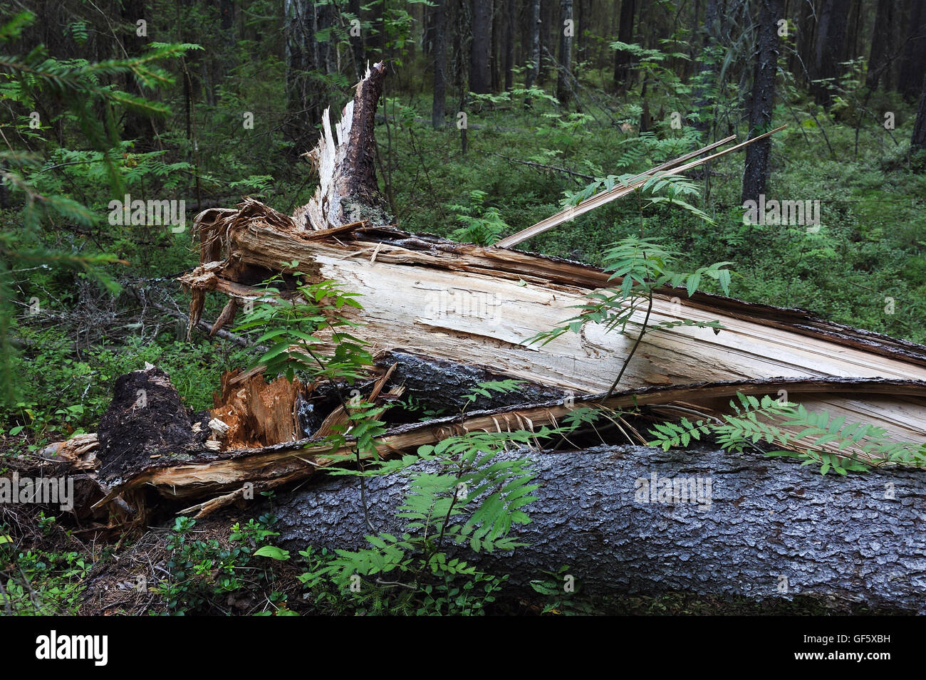 Close up of fallen broken tree in forest. Stock Photo