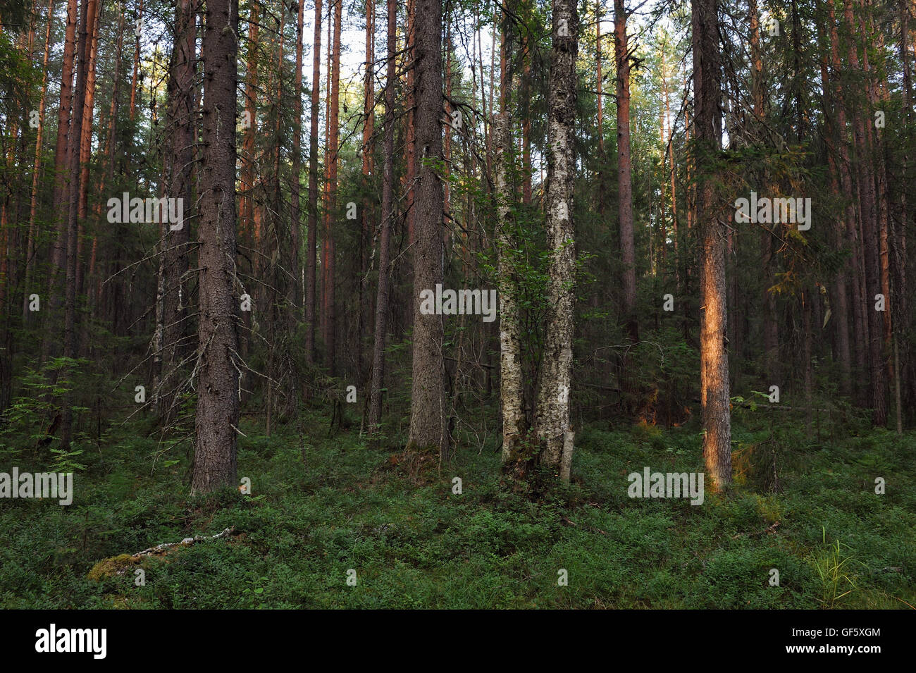 Summer landscape tree trees environment hi-res stock photography and ...