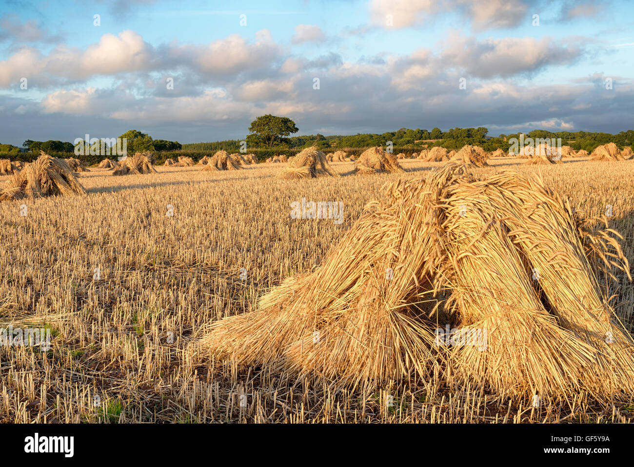Wheat sheaves hires stock photography and images Alamy