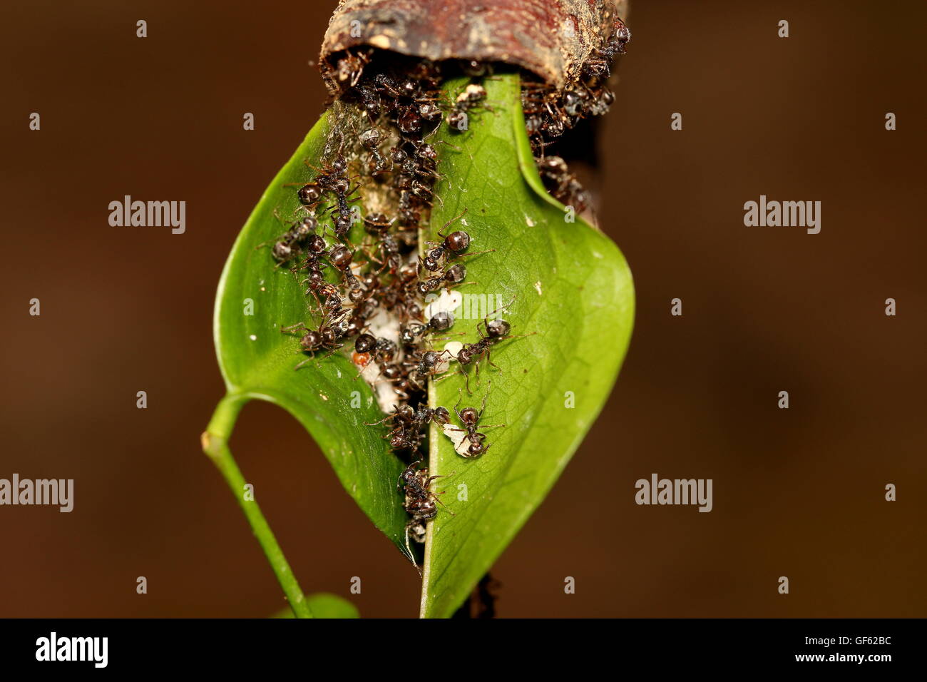 Ants colony feeding on the nymphs of another insect. Stock Photo