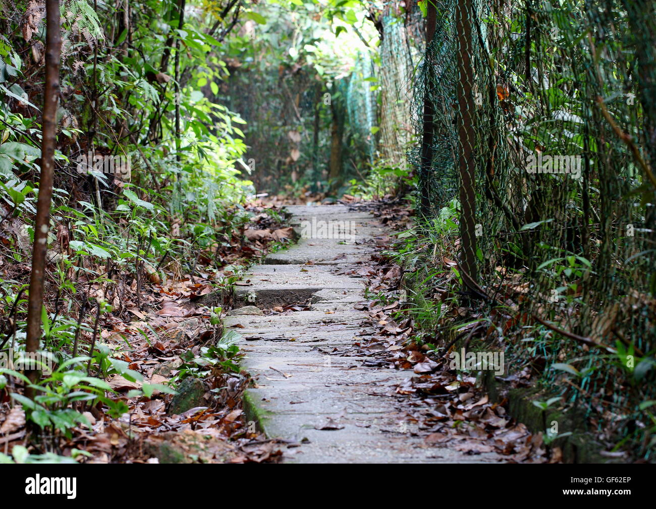 Jungle trail with concrete pathway in an urban forest for weekend recreation. Stock Photo