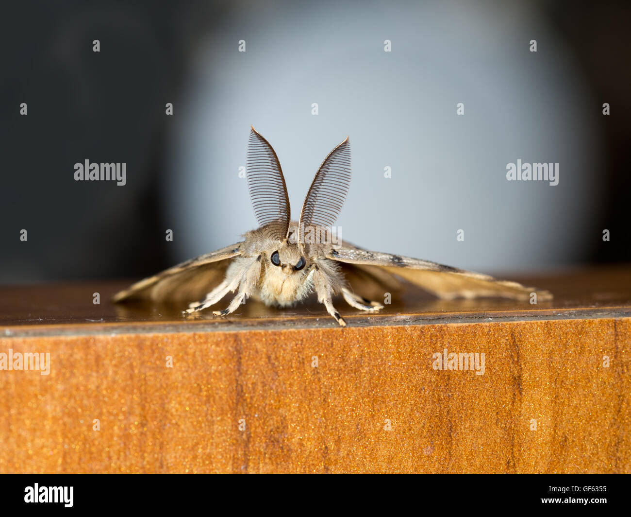 Lymantria dispar dispar aka Gypsy moth. Face showing clearly the large feathery antennae. Stock Photo