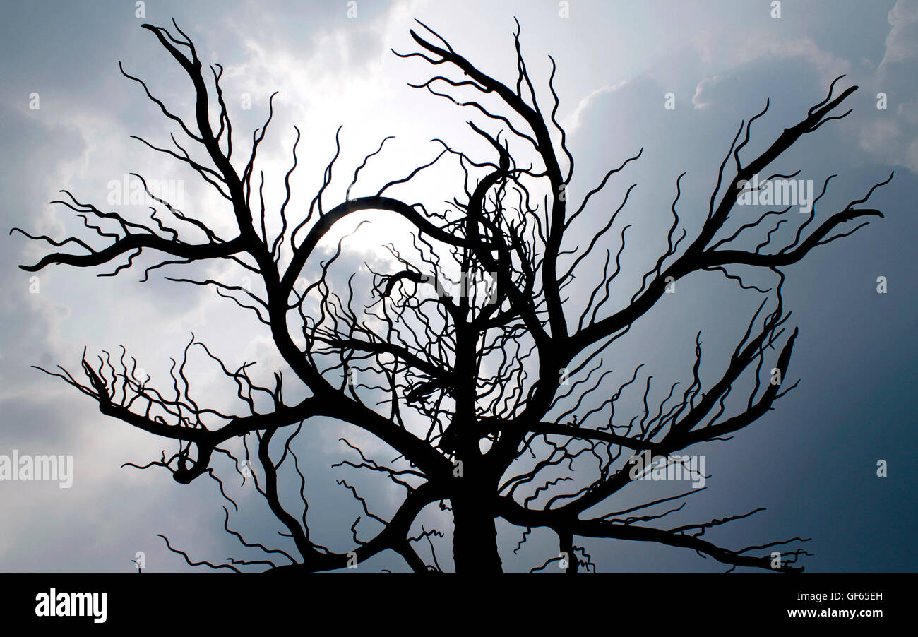 Dry tree facing towards sun Stock Photo Alamy