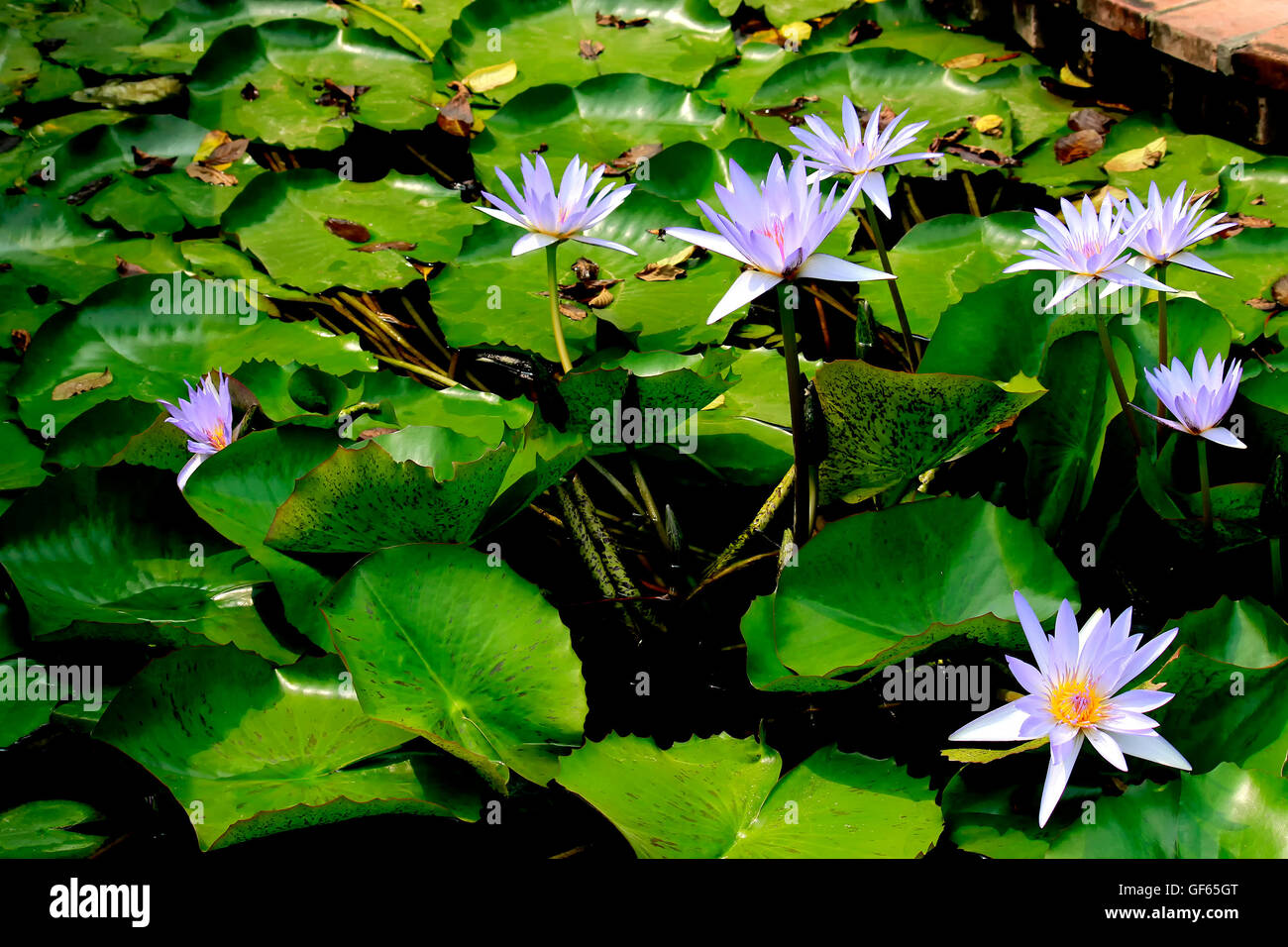Water lily blooming in pond Stock Photo