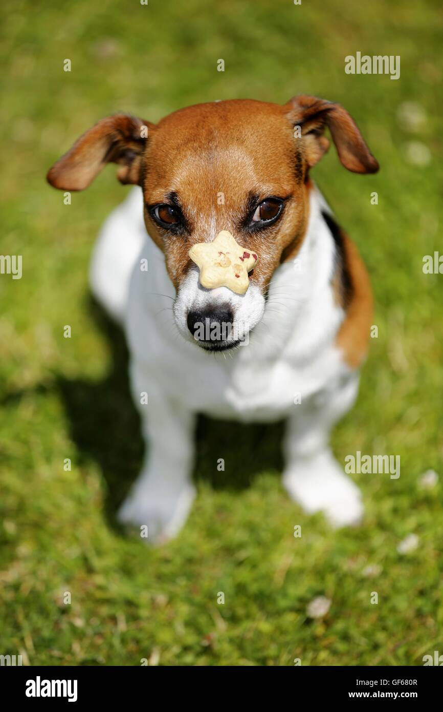 Jack Russell Terrier with treat Stock Photo Alamy