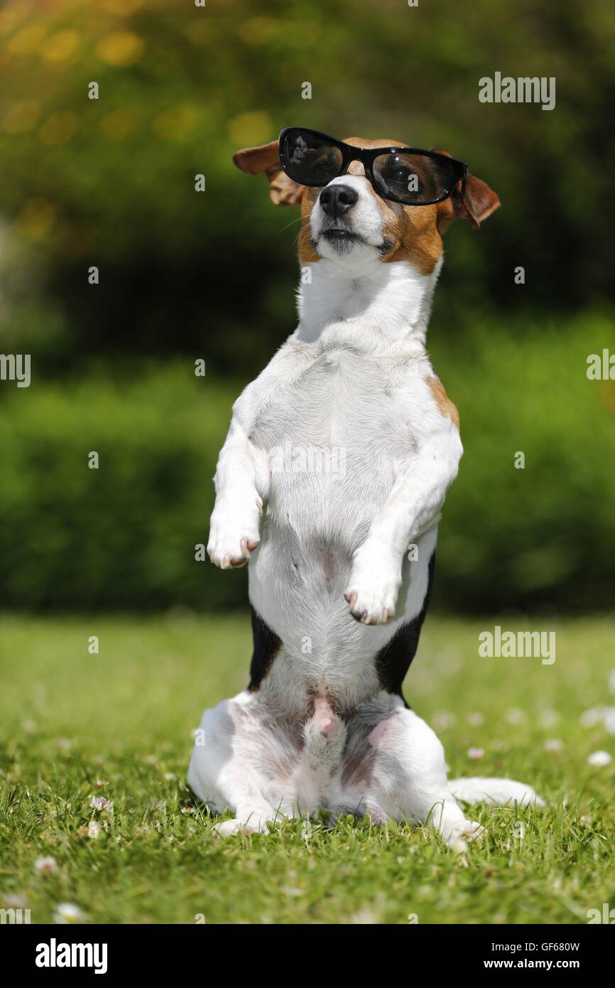 Jack Russell Terrier with sunglasses Stock Photo