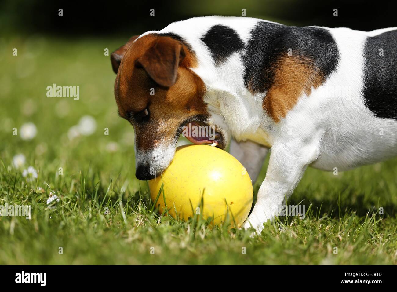 playing Jack Russell Terrier Stock Photo Alamy