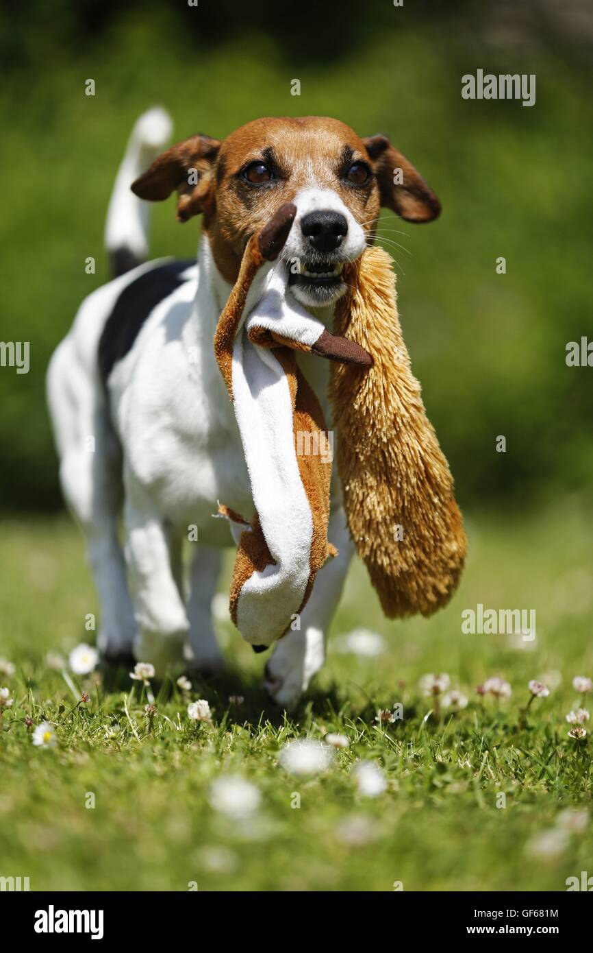 playing Jack Russell Terrier Stock Photo Alamy
