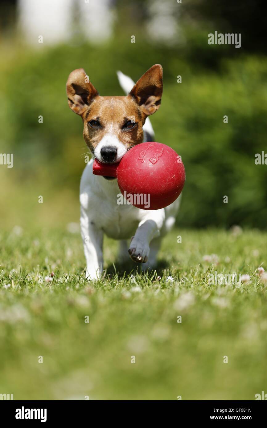 playing Jack Russell Terrier Stock Photo Alamy