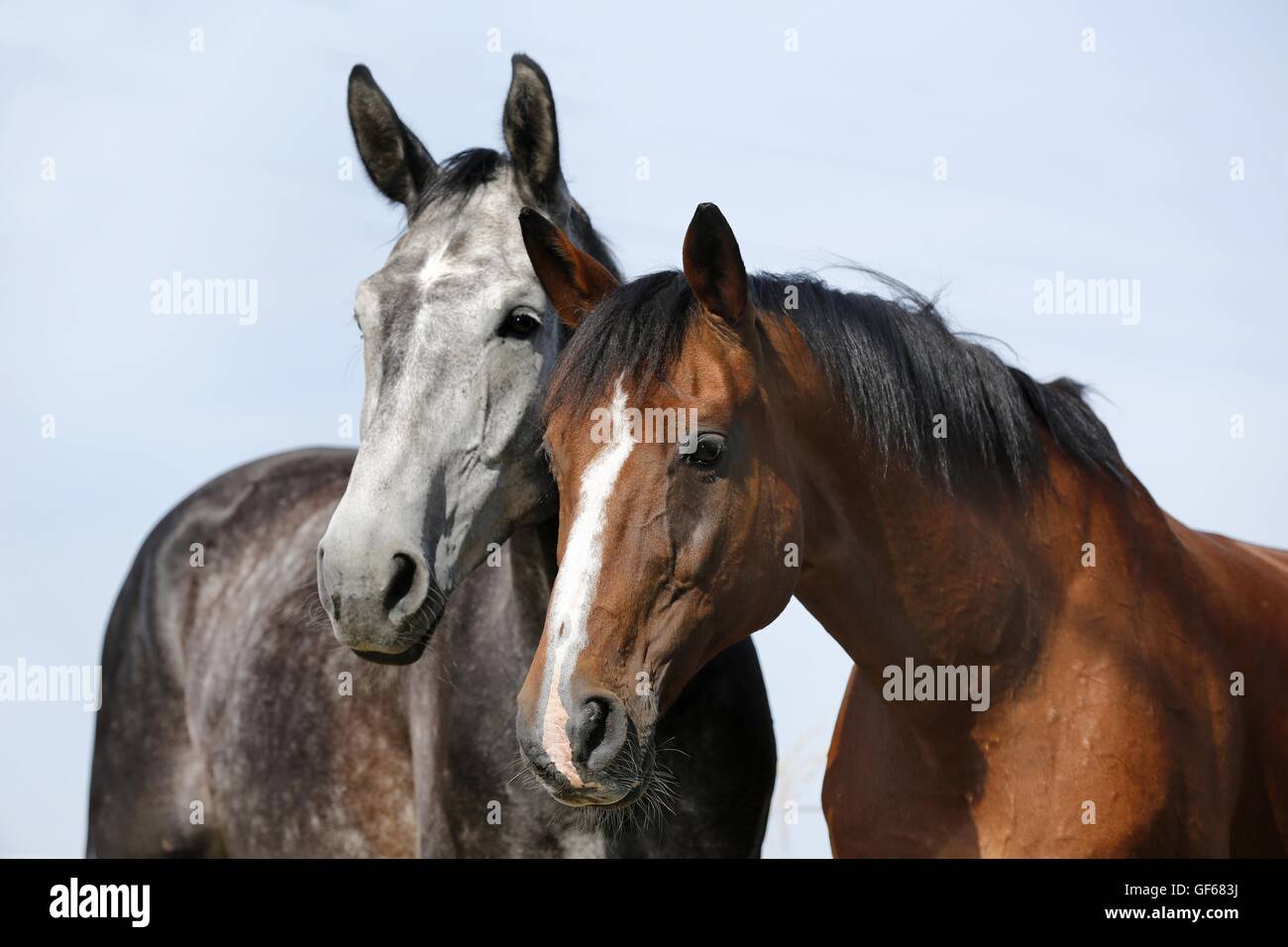 2 horses Stock Photo