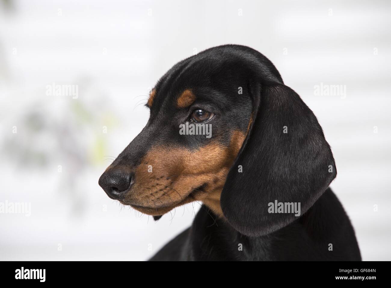 Dachshund Puppy Stock Photo