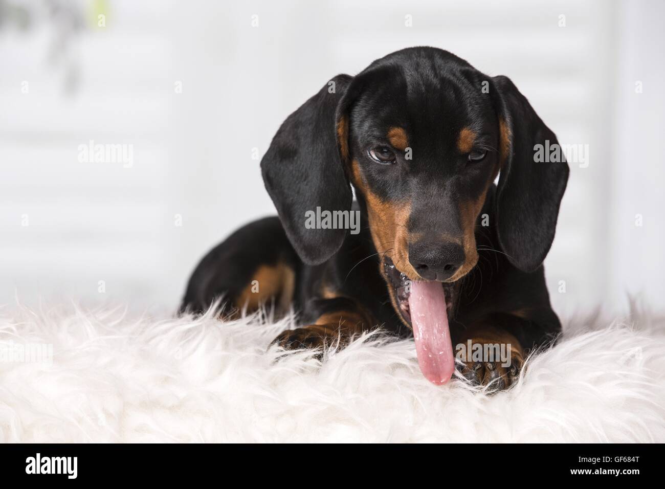 Dachshund Puppy Stock Photo