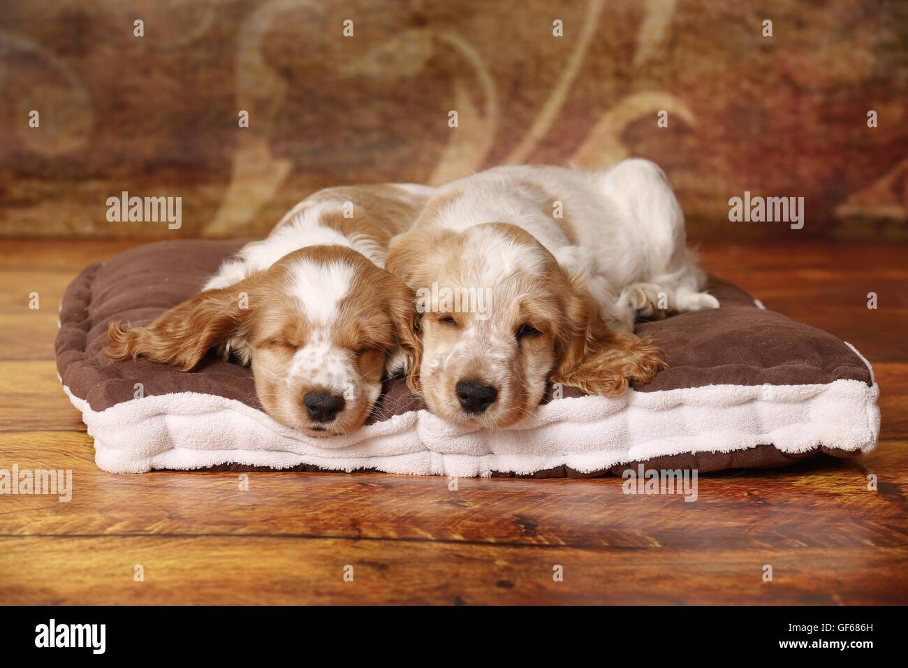 2 sleeping English Cocker Spaniel Puppies Stock Photo