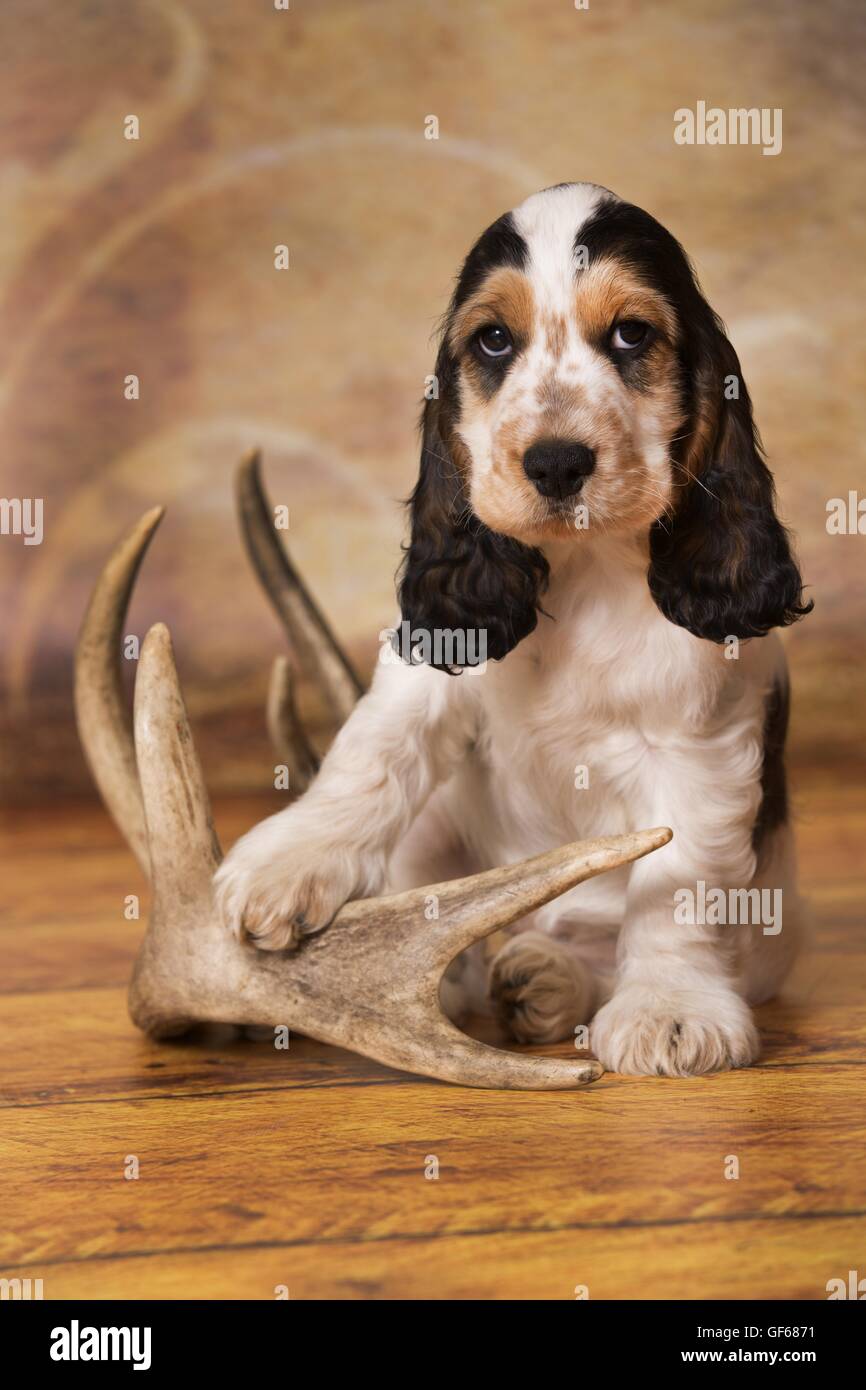 Basset x on sale cocker