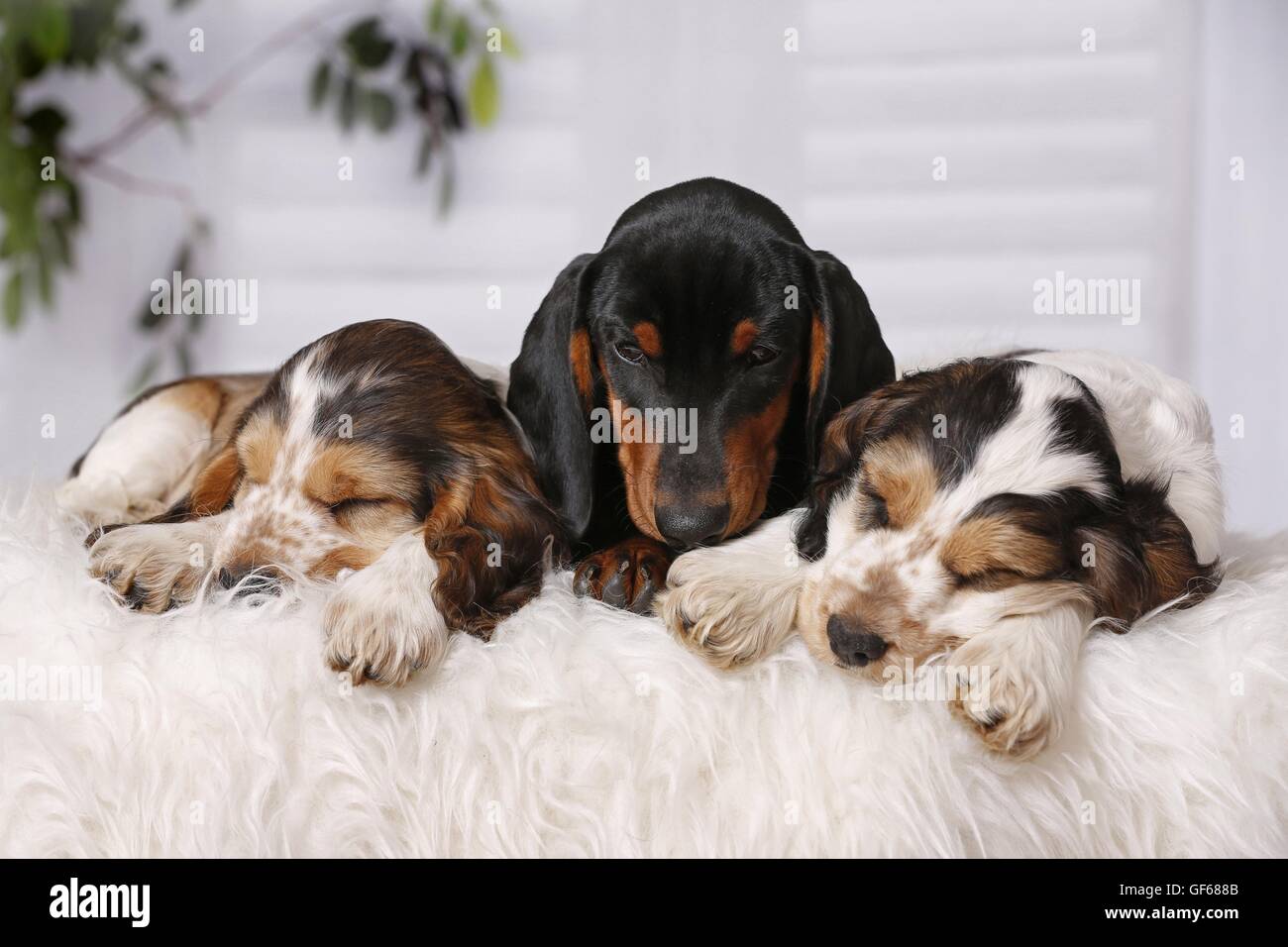 sleeping Puppies Stock Photo