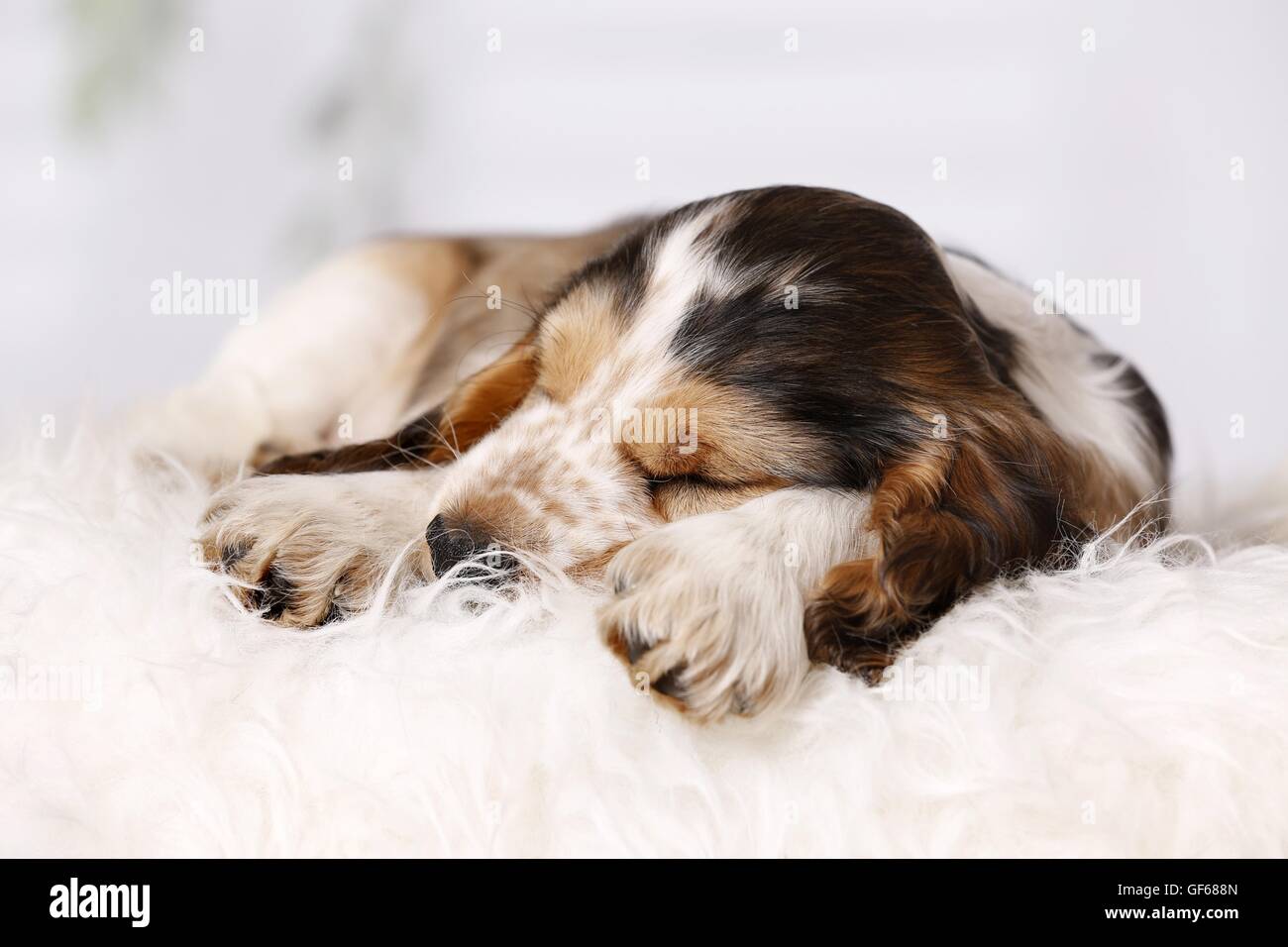 sleeping English Cocker Spaniel Puppy Stock Photo