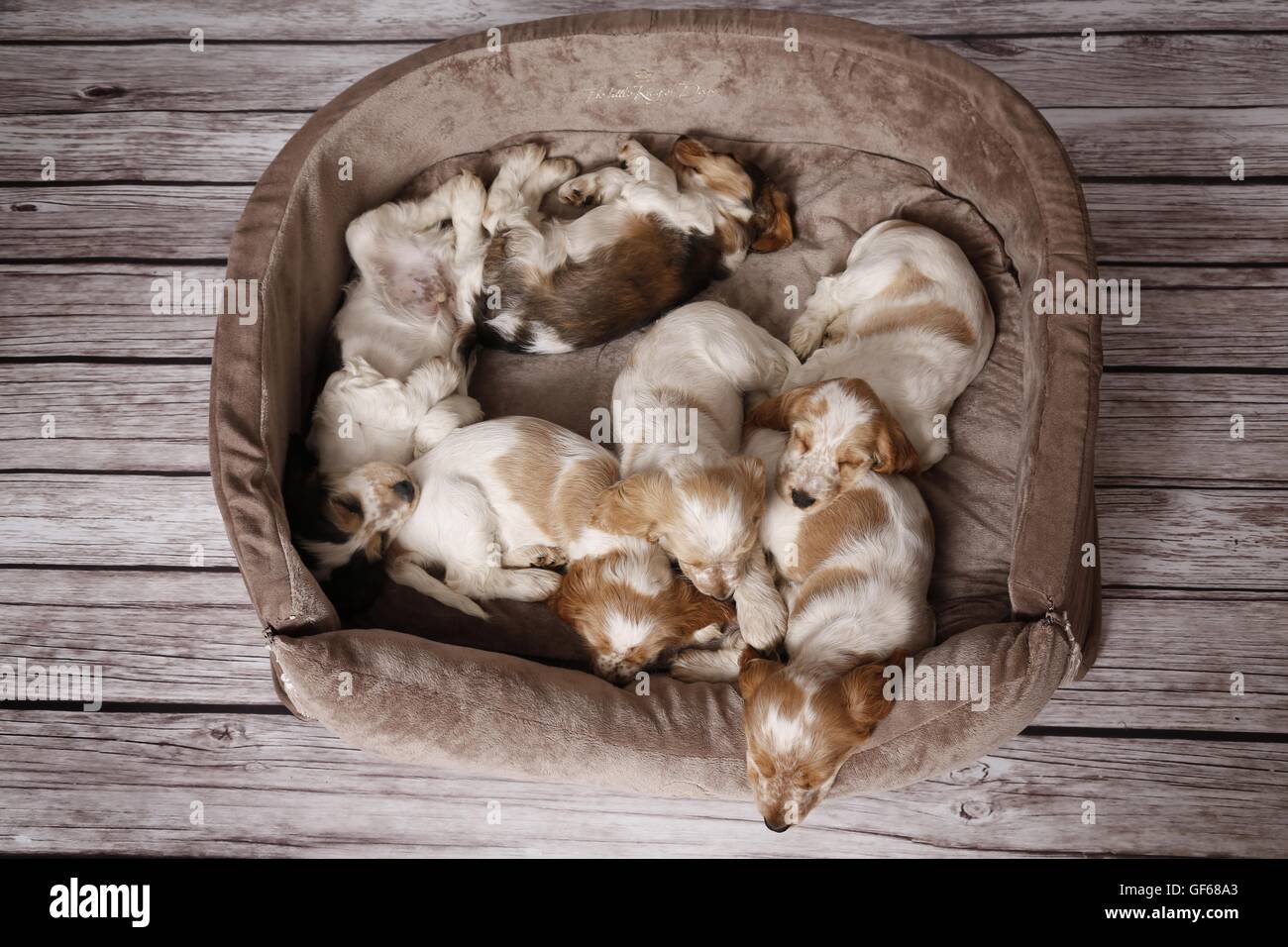English Cocker Spaniel Puppies Stock Photo