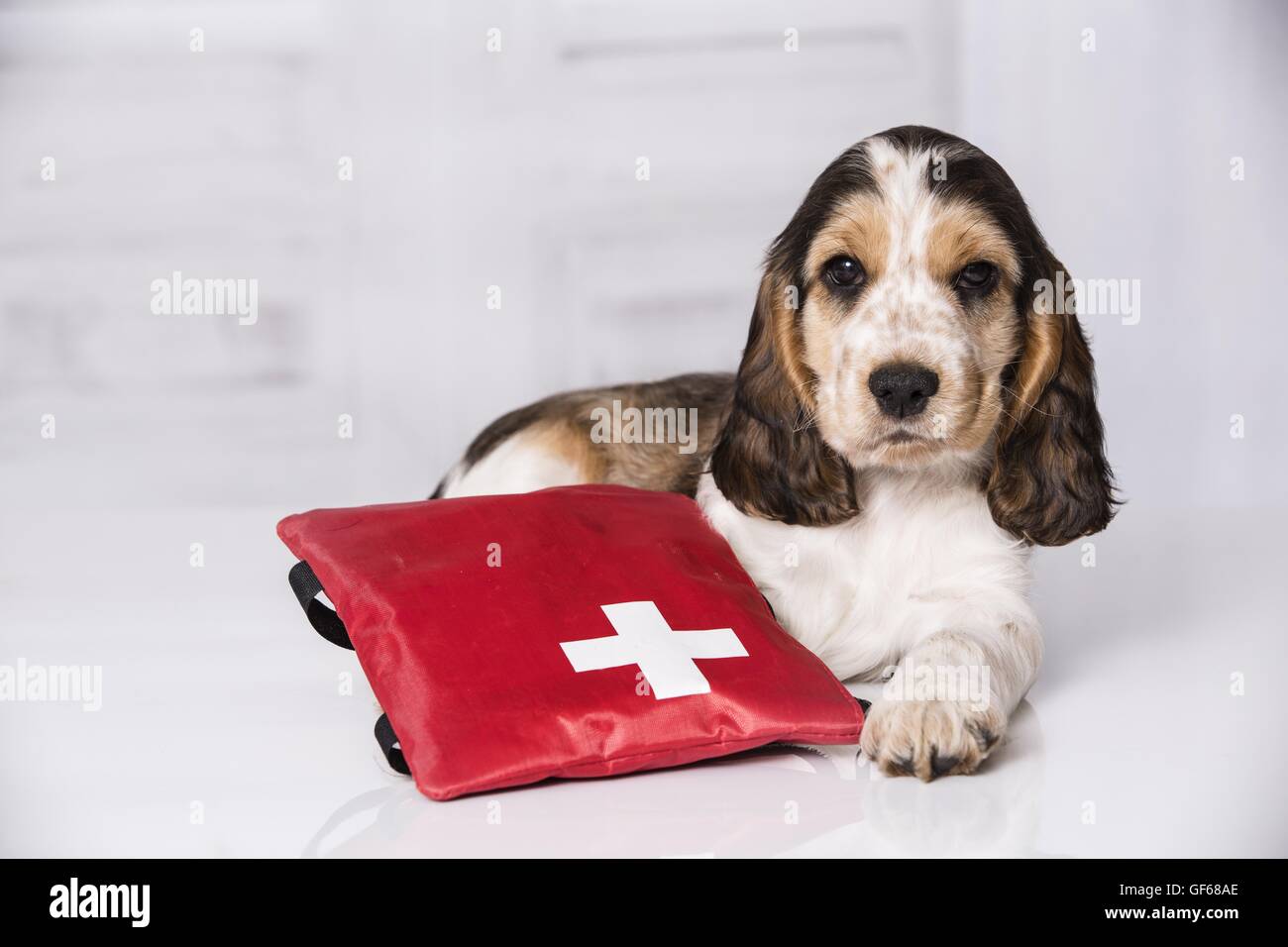 English Cocker Spaniel Puppy with ambulance bag Stock Photo
