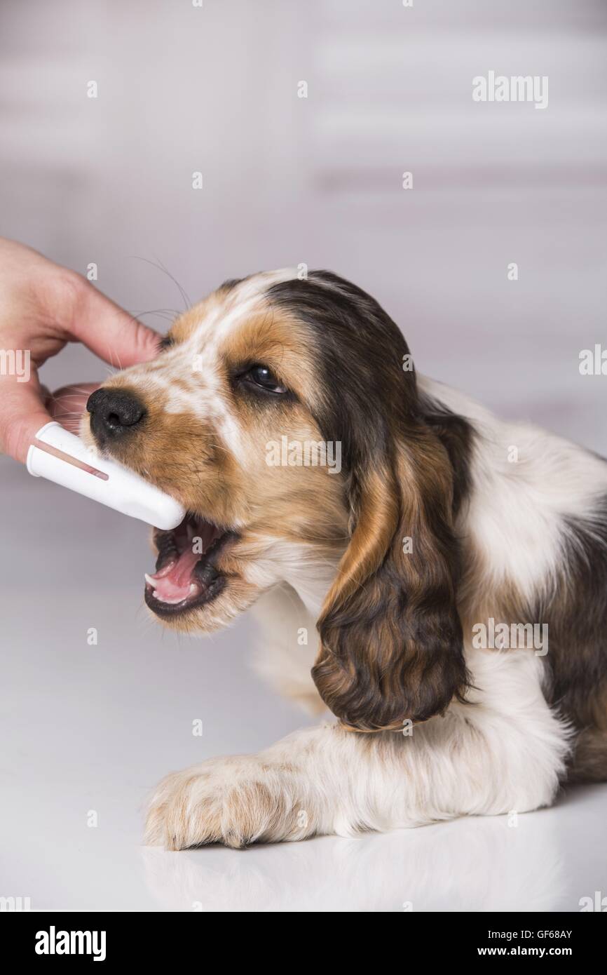 brush English Cocker Spaniel Puppy's teeth Stock Photo