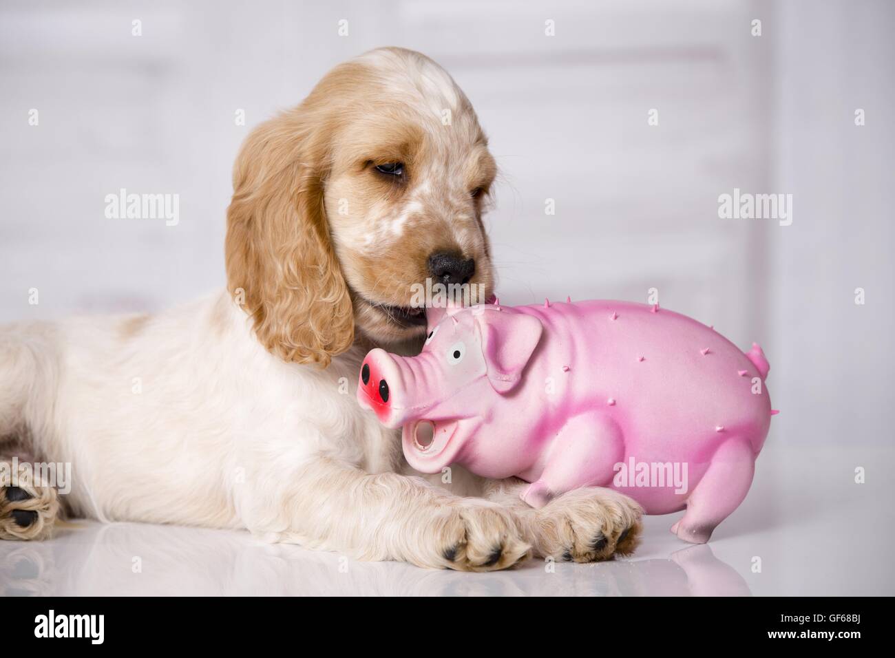 English Cocker Spaniel Puppy with toy Stock Photo