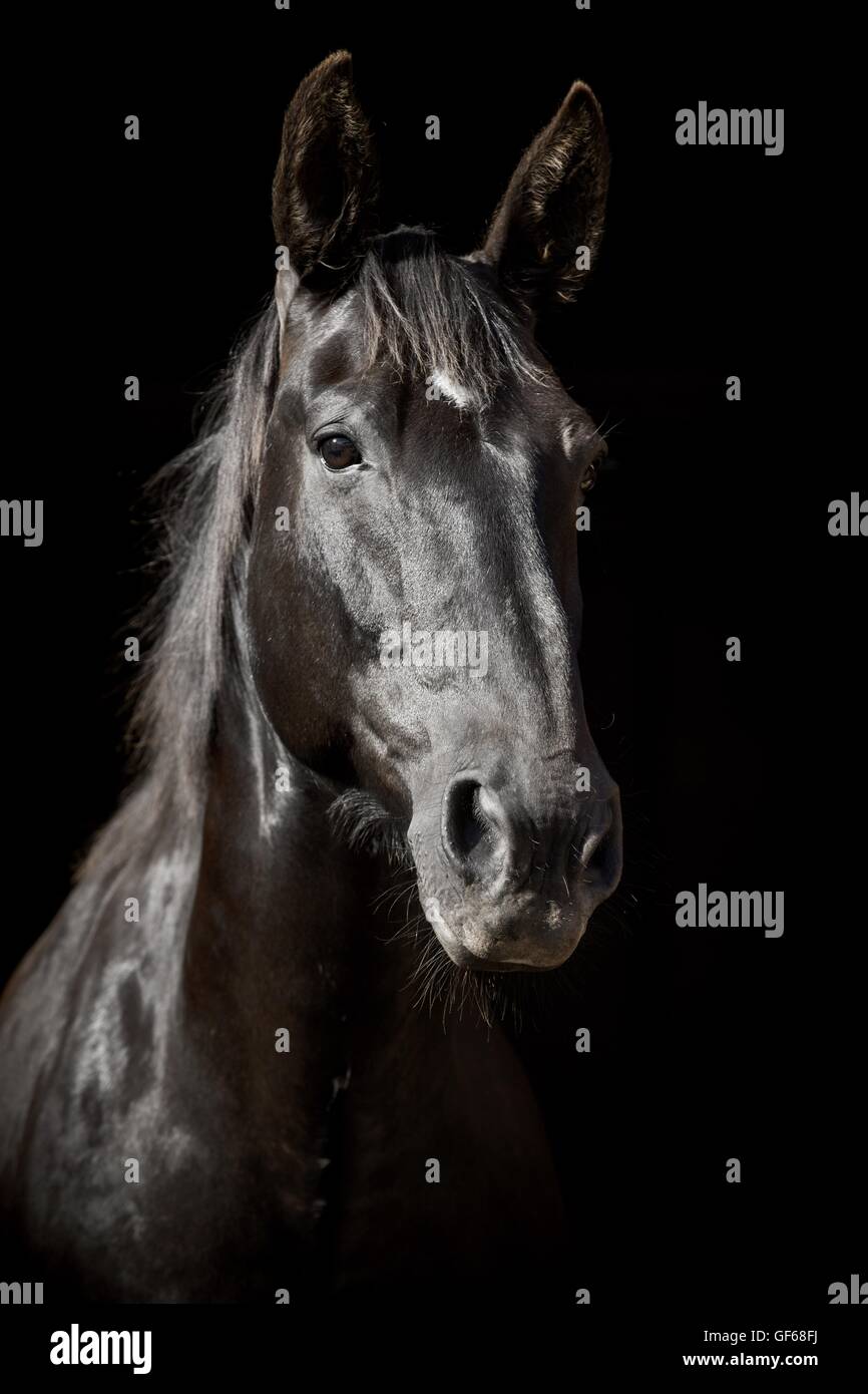 Heavy Warmblood Portrait Stock Photo