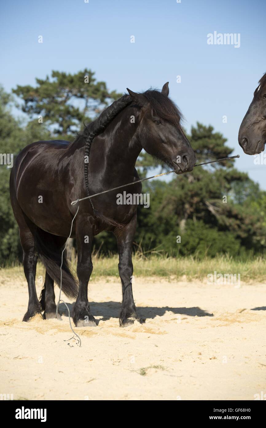 Frisian Horse Stock Photo